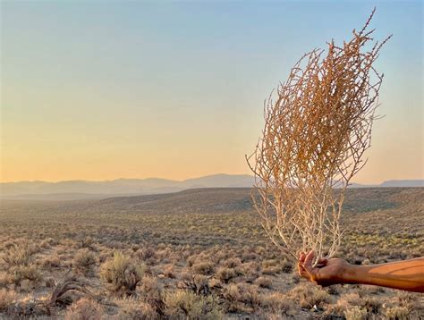 etsy tumbleweed|tumbleweed medium yellowstone.